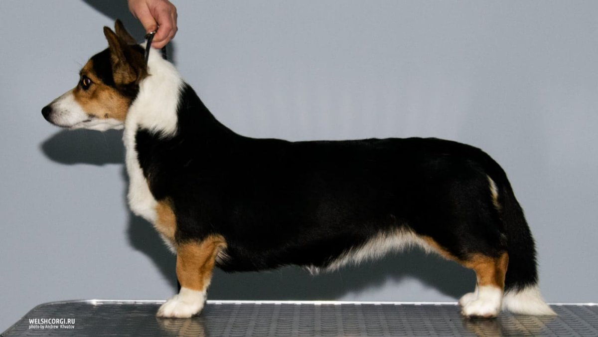 Вельш корги кардиган черный с подпалом