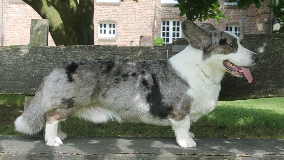 Вельш корги кардиган Мерлен