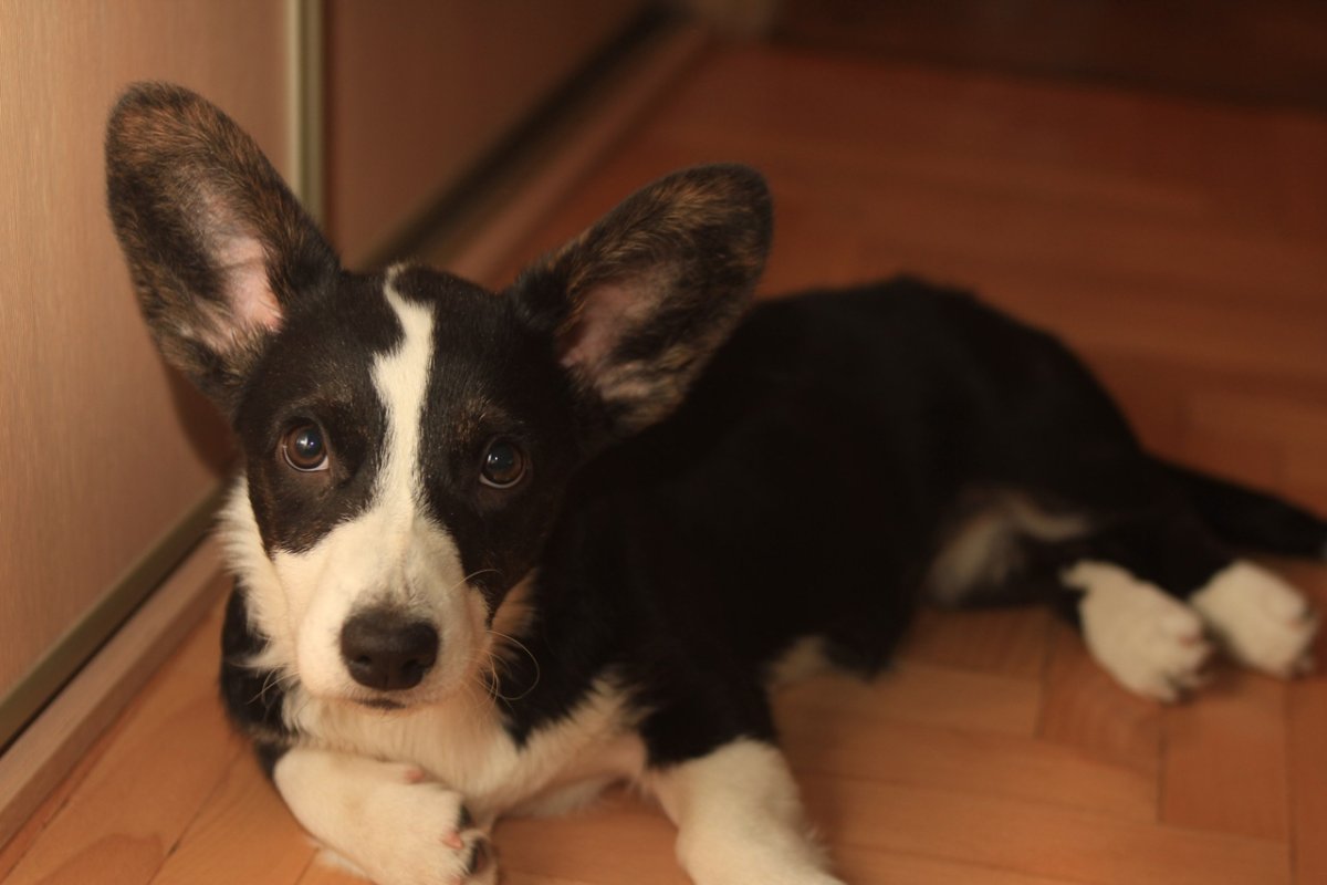 Вельш корги кардиган Триколор щенок