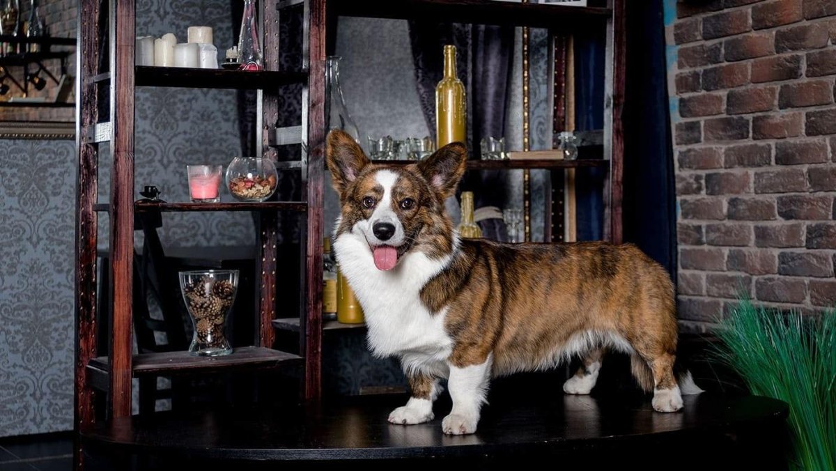 Эйзви питомник вельш корги кардиган