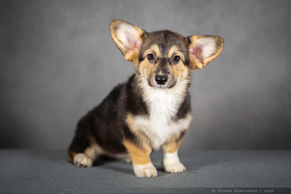 Корги кардиган мраморный и Триколор