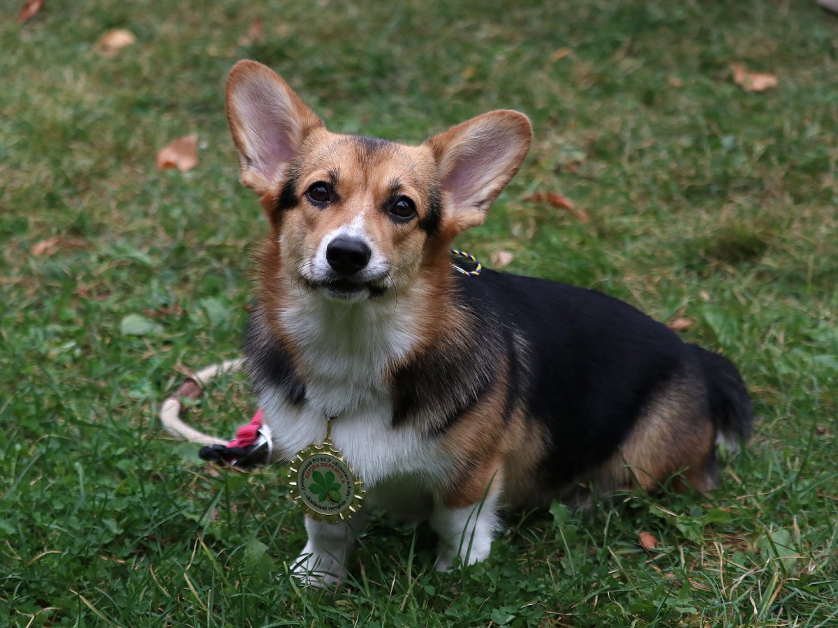 Вельш корги кардиган Триколор