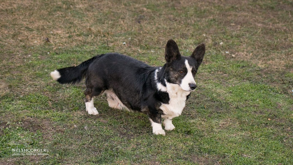 Корги кардиган черный