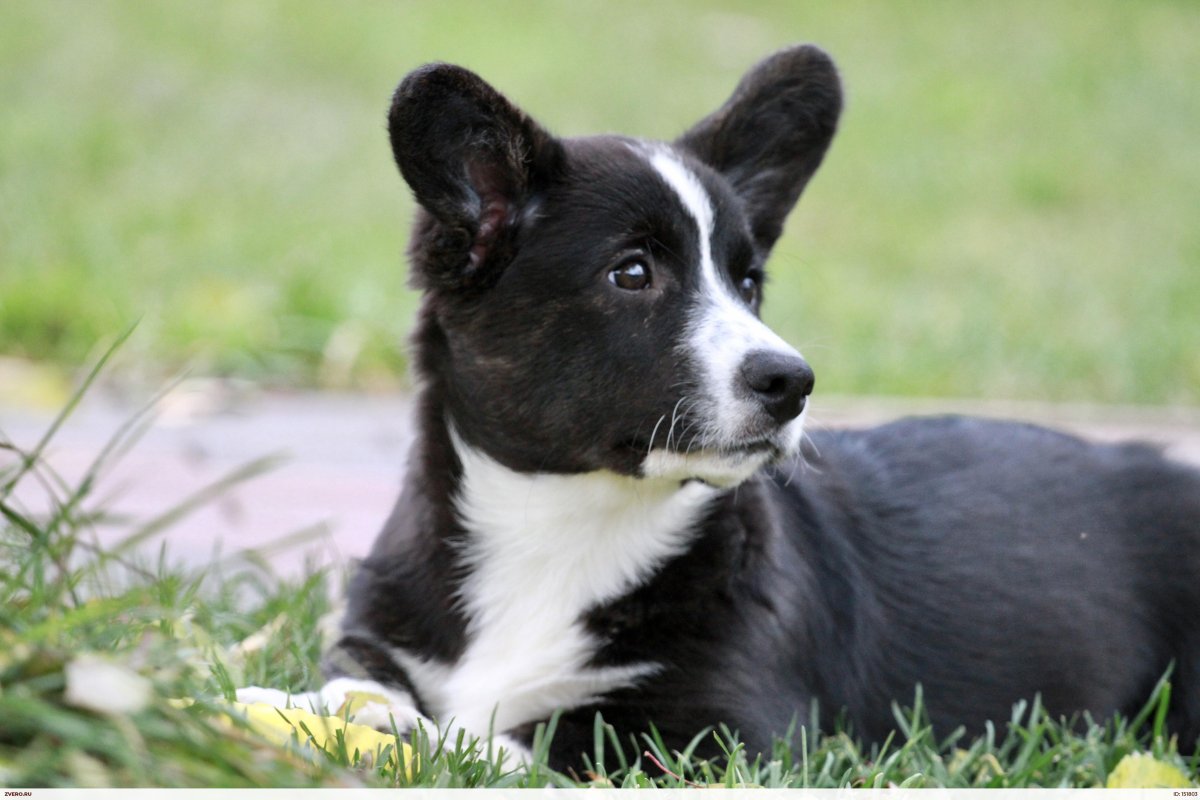 Ласковый корги