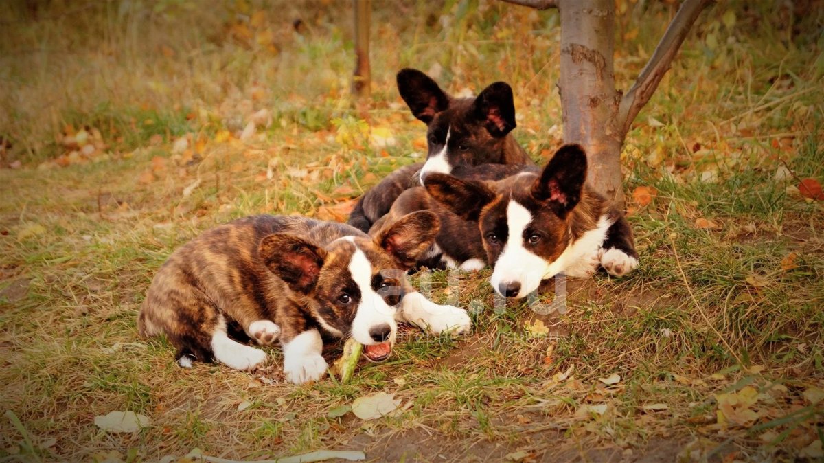 Вельш корги кардиган шоколадный