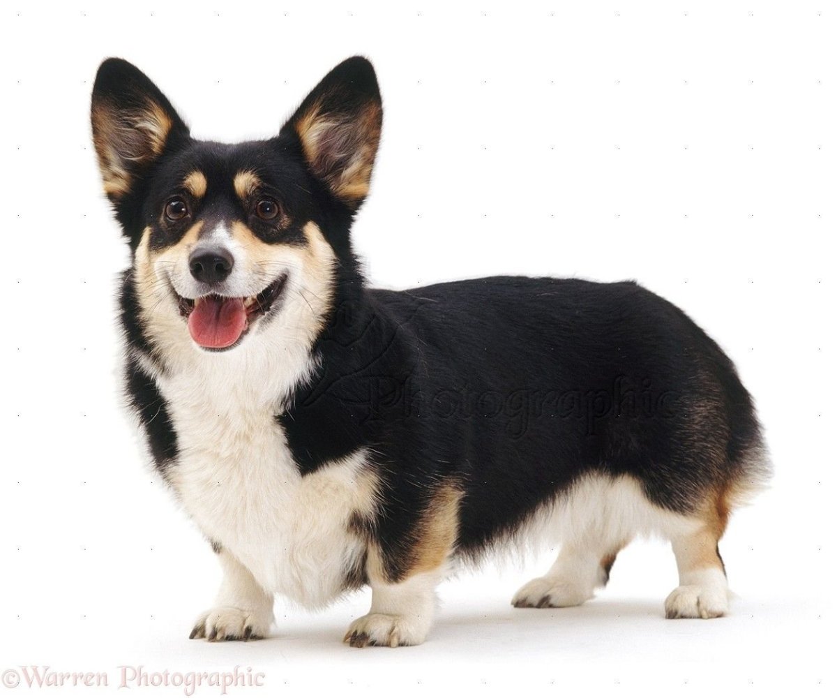 Вельш корги пемброк черный