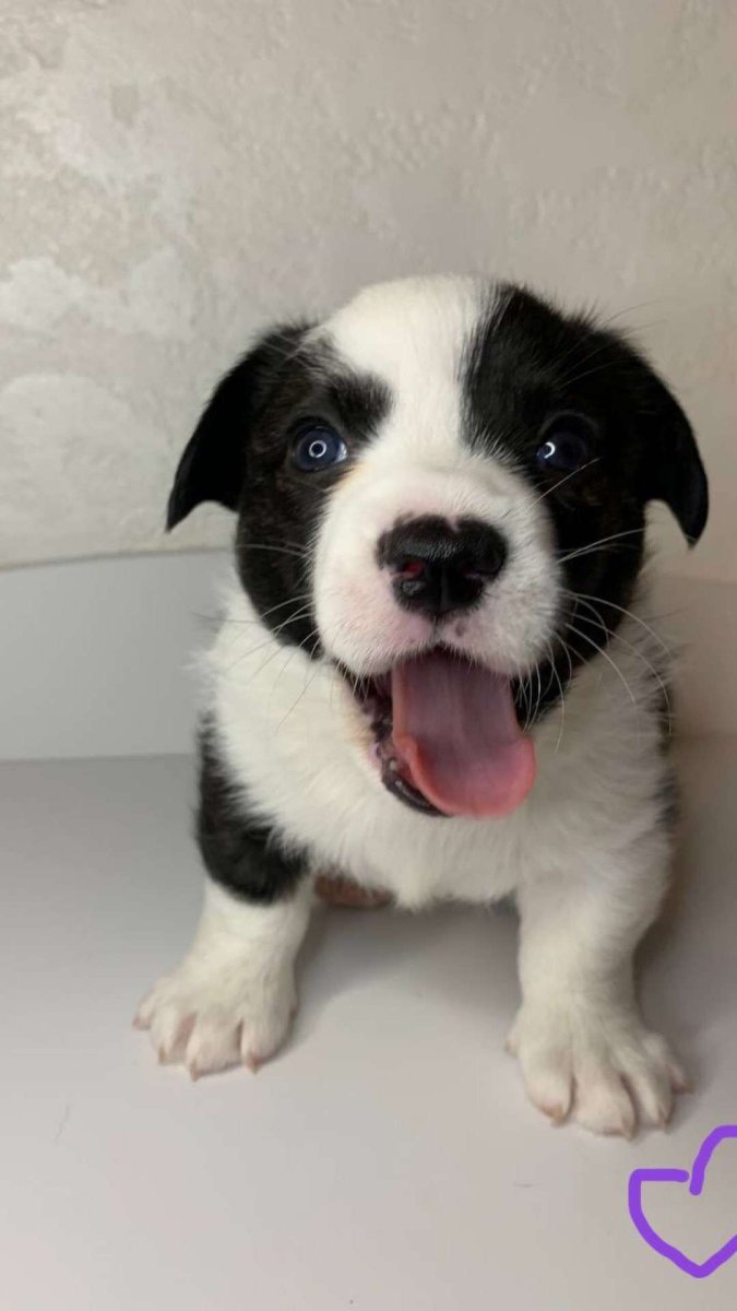 Мальчик Welsh Corgi имя супер