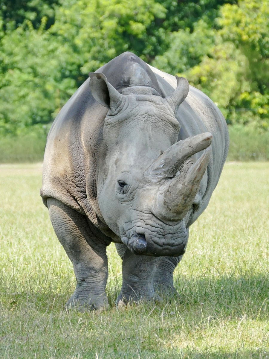 Яванский носорог