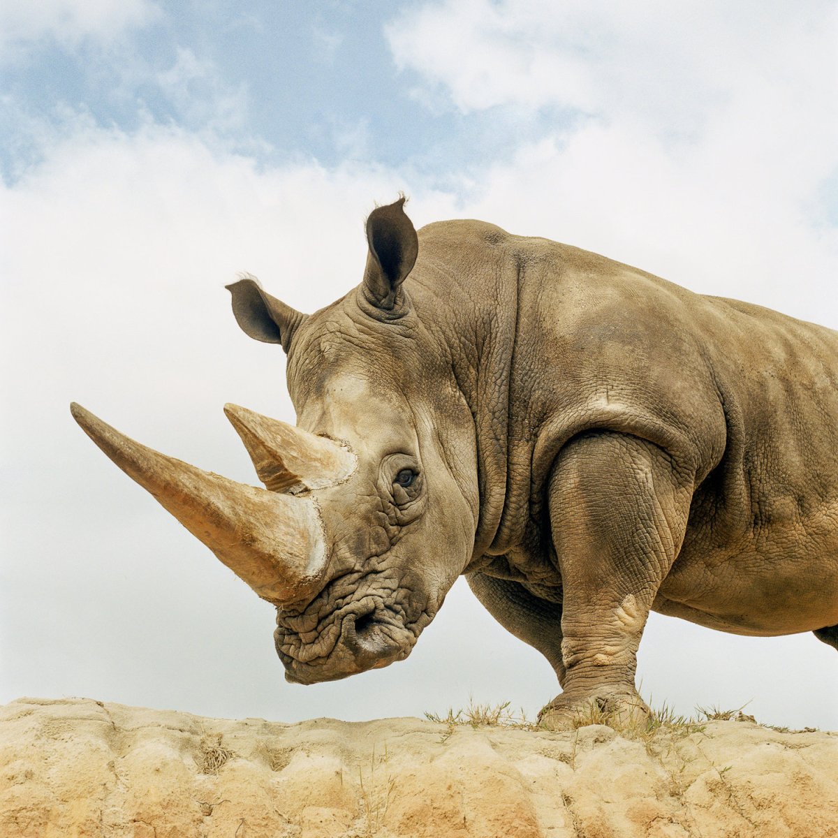 Носорог с 5 рогами