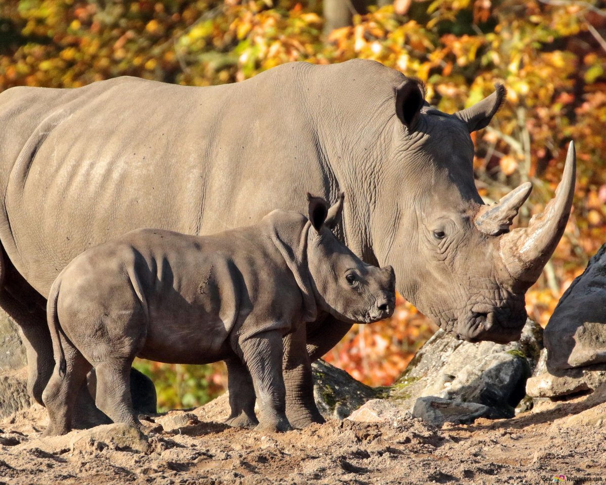 Северный суматранский носорог