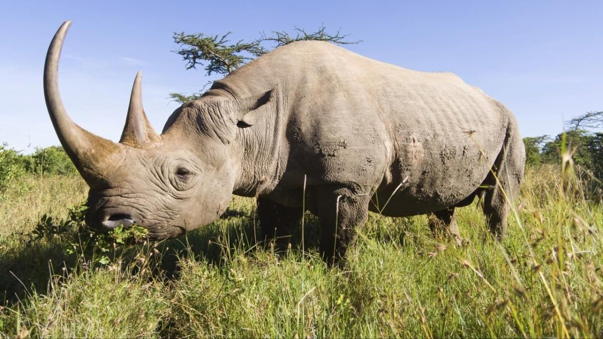 Носорог в Африке