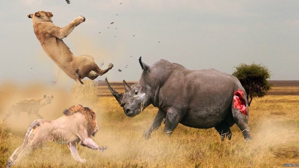 Буцефал против слона