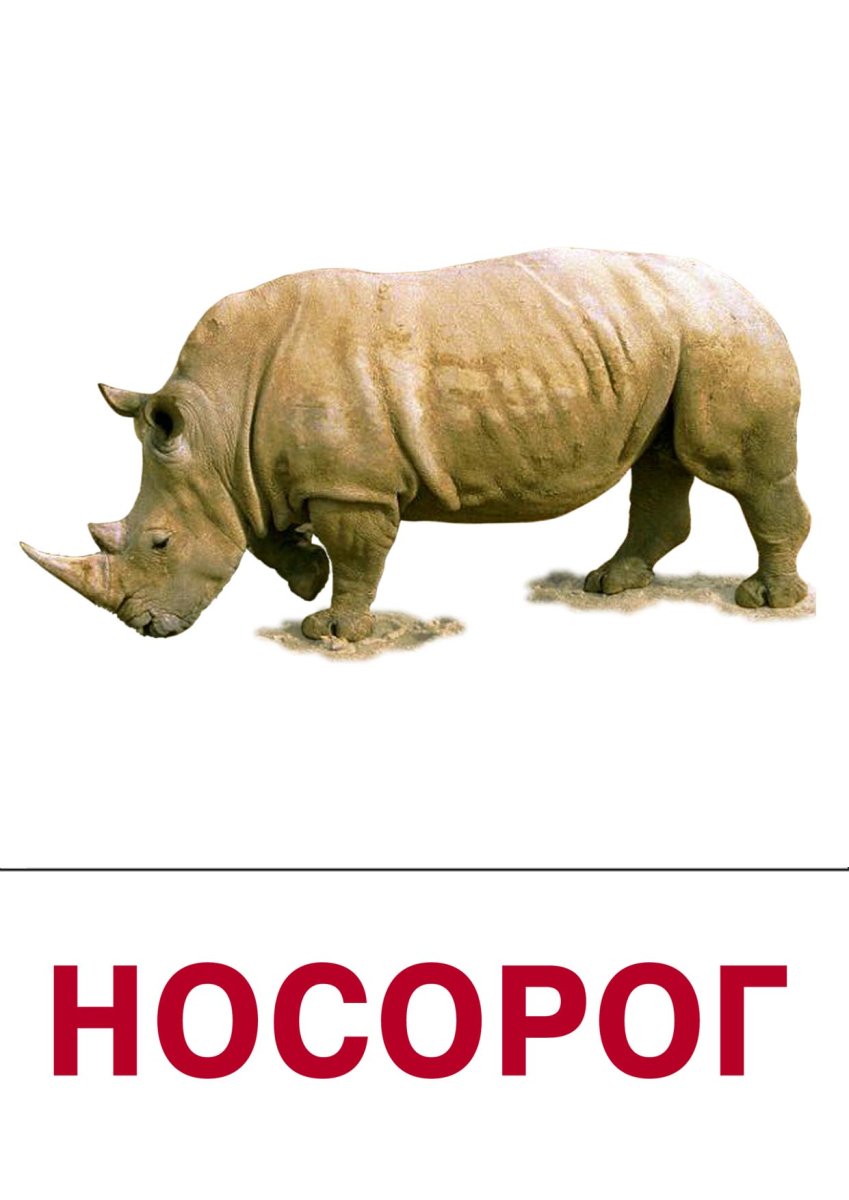 Носорог карточка для детей