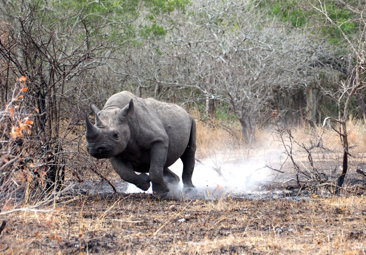 Суматранский носорог спаривания