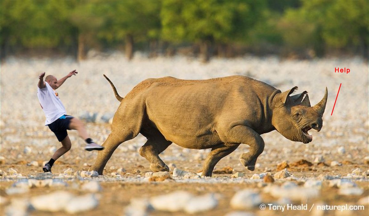Бегущий носорог фото