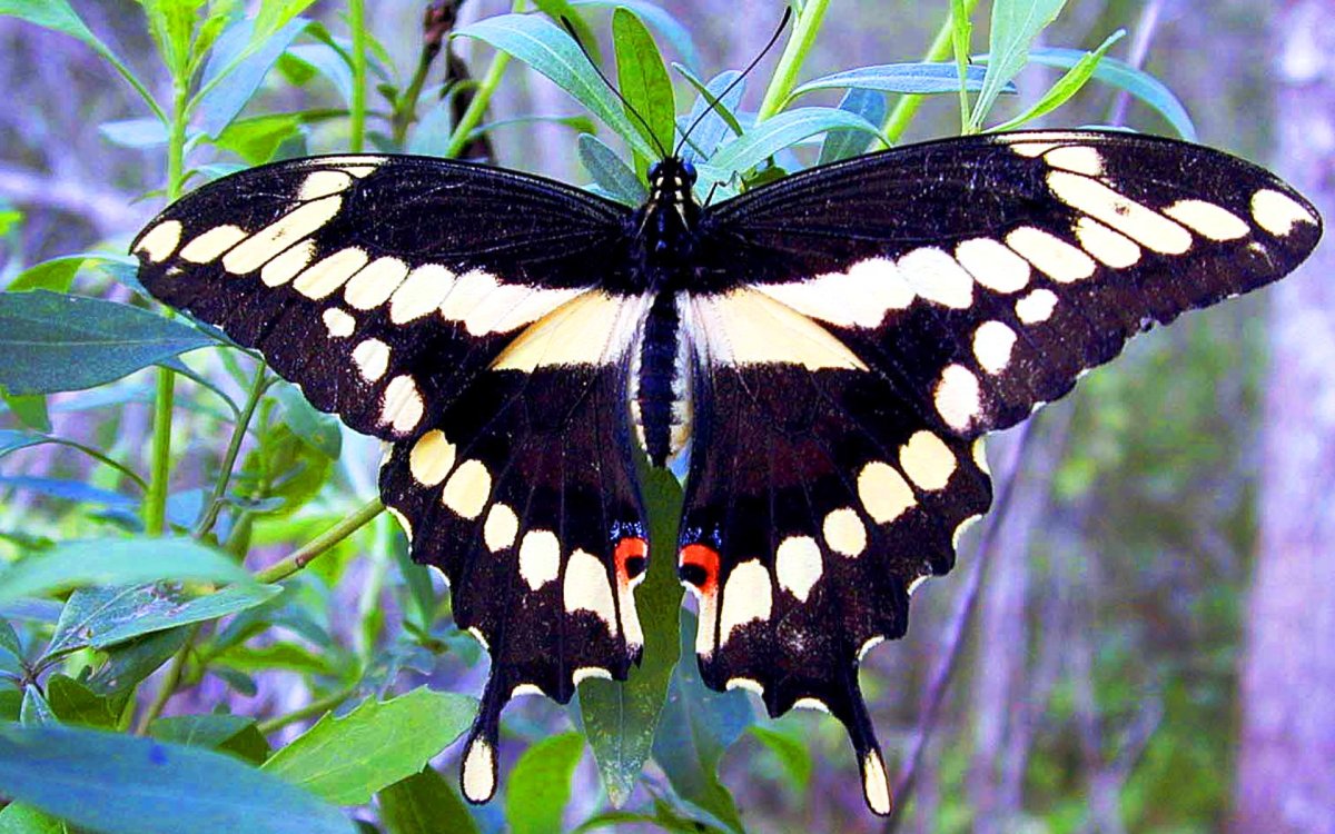 Бабочка Папилио Махаон