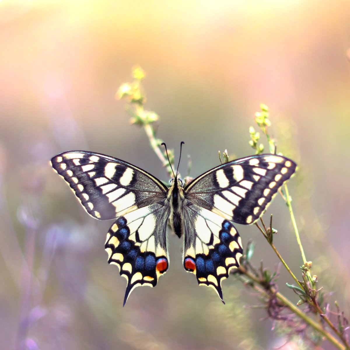 Махаон (бабочка)