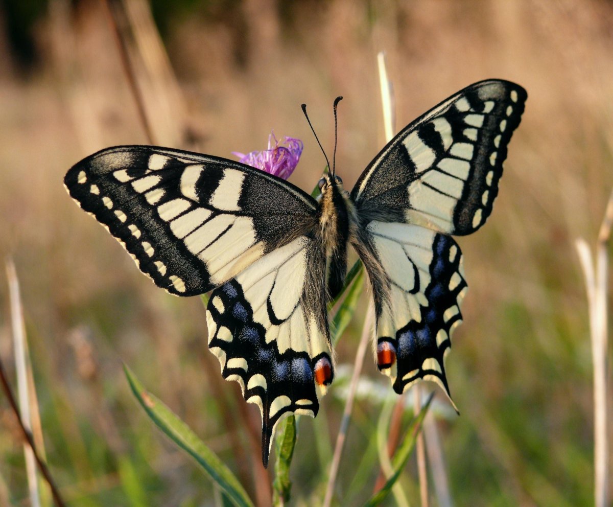 Бабочка Махаон ласточкин