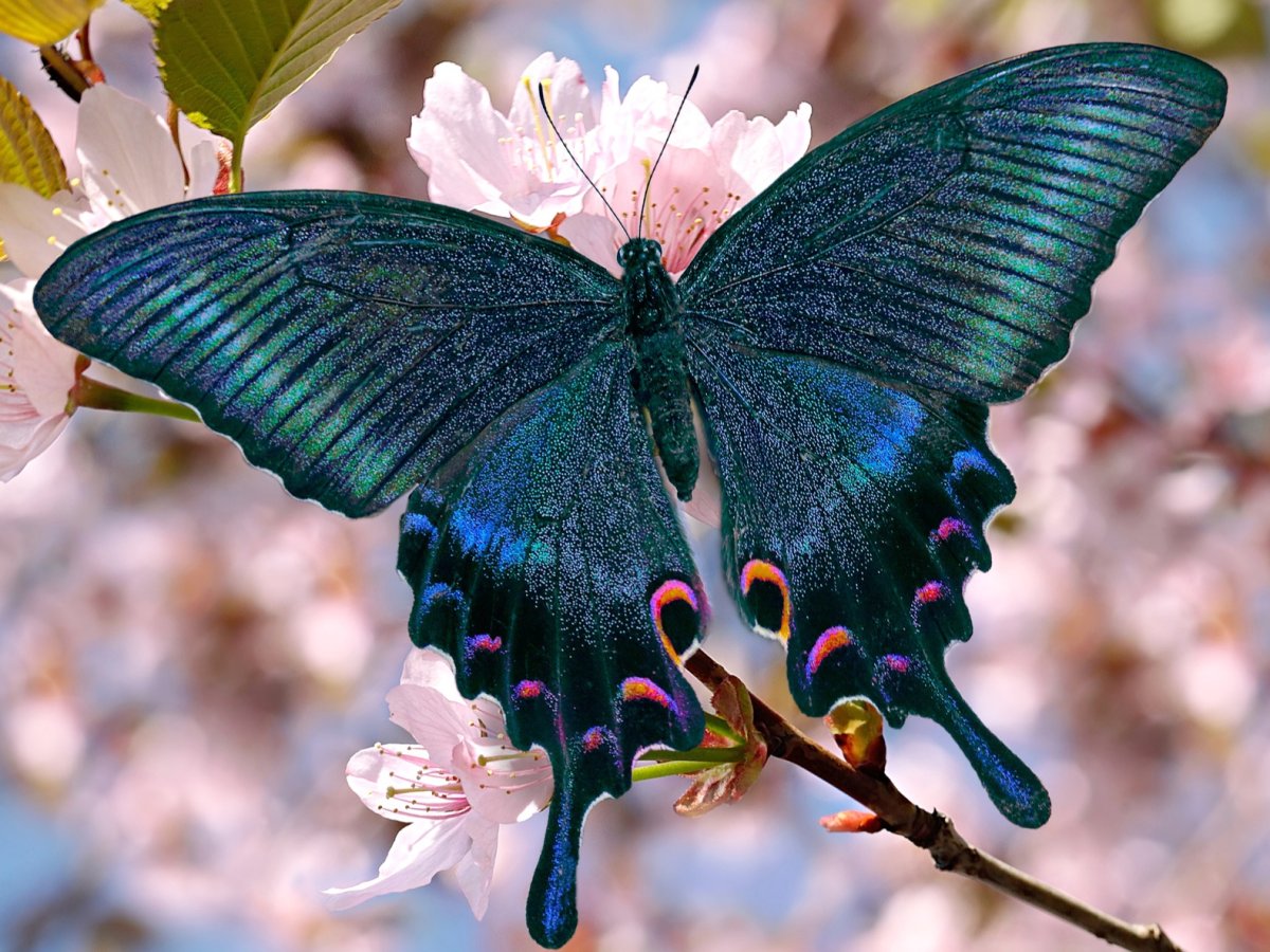 Махаон Маака Алкиной