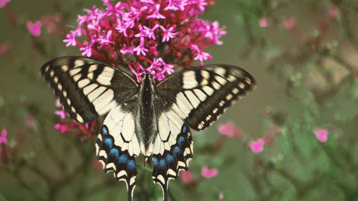 Бабочка Махаон и капустница