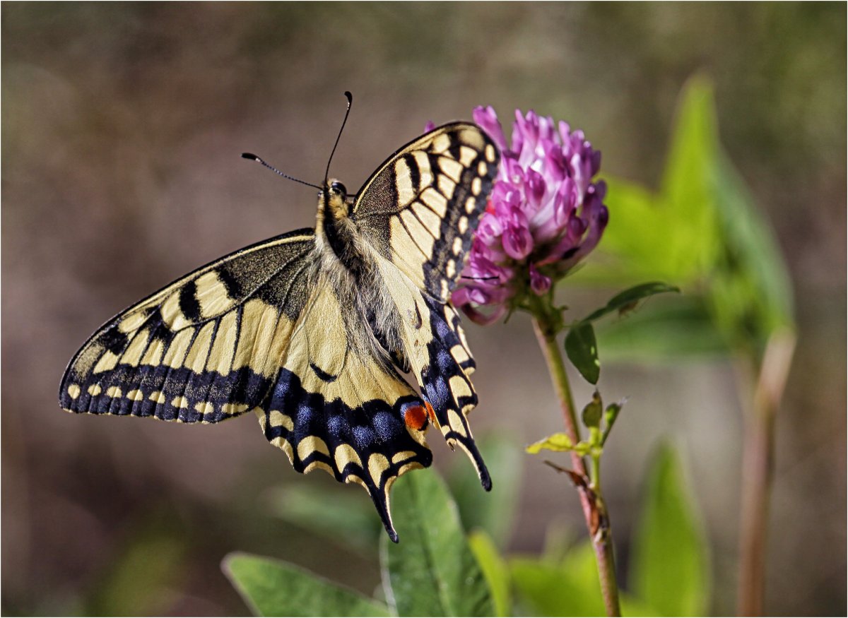 Желтая бабочка Махаон