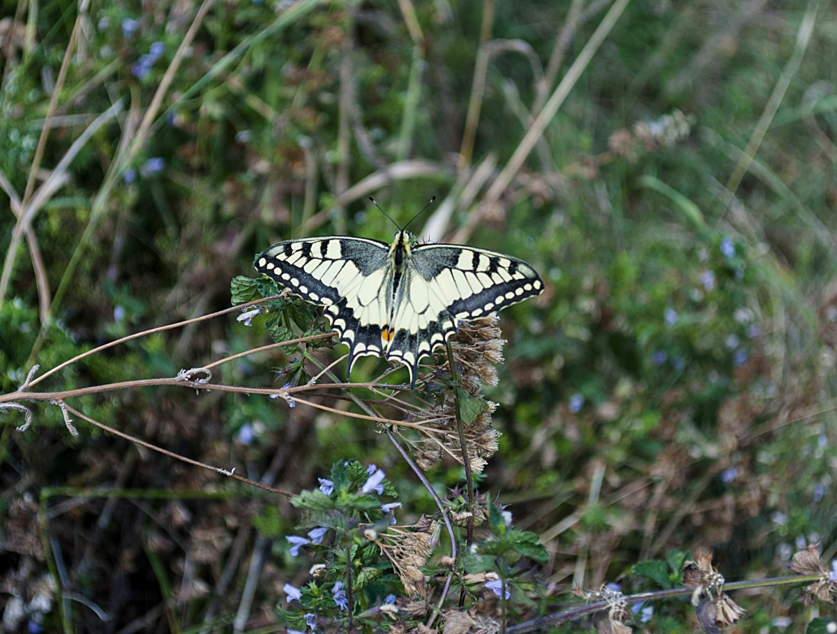 Куколка Махаона