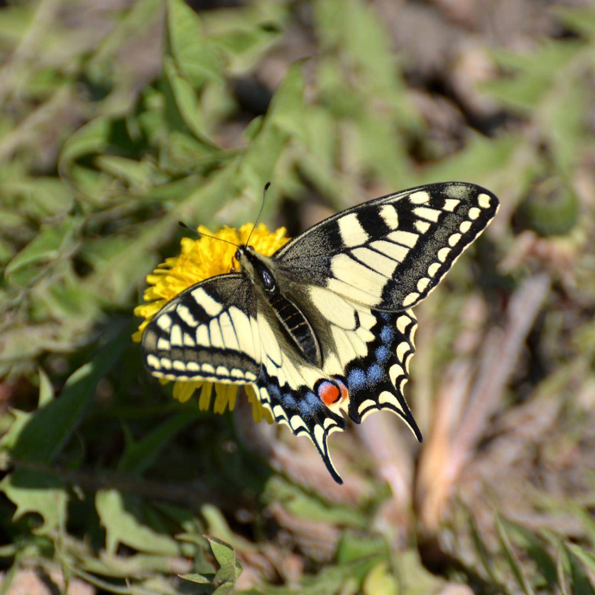 Махаон Бражник бабочка