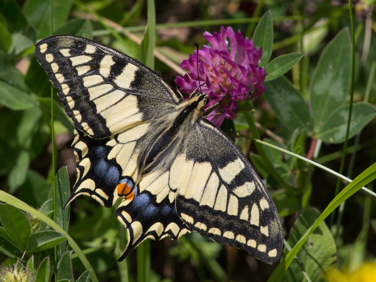 Махаон Ленинградской области