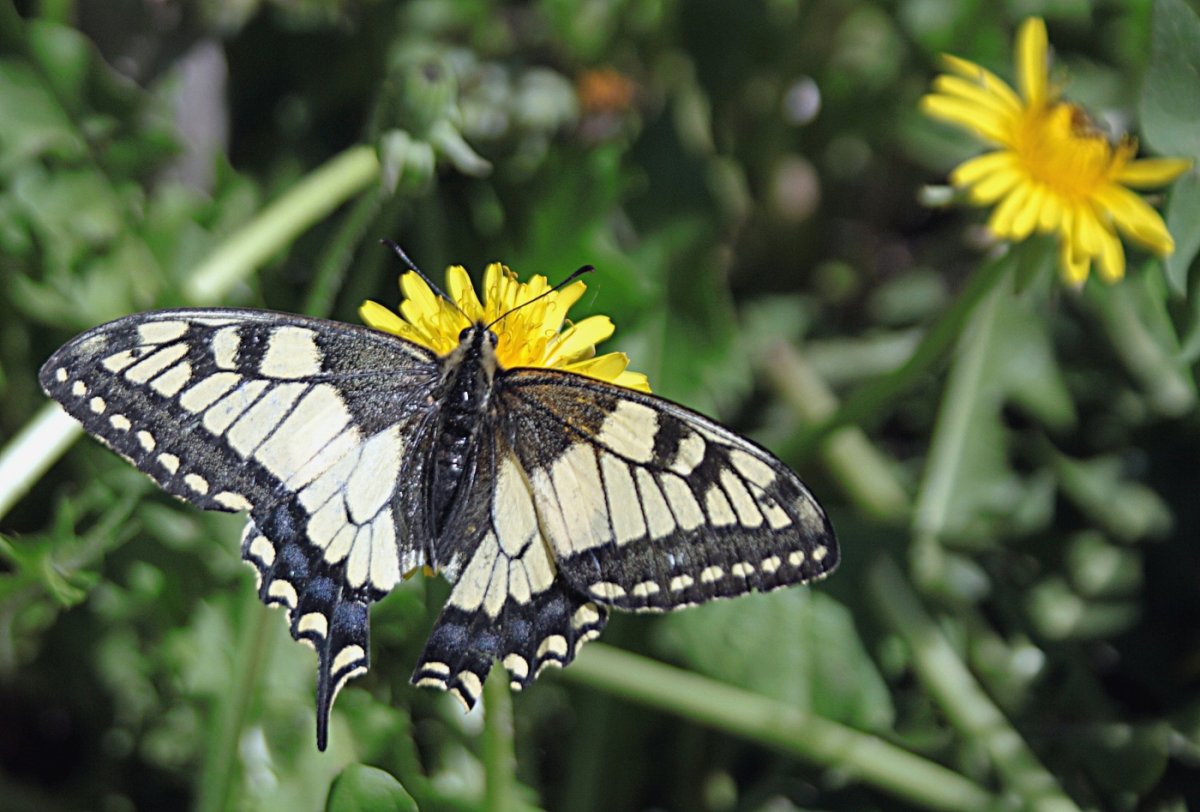 Бабочки картинки