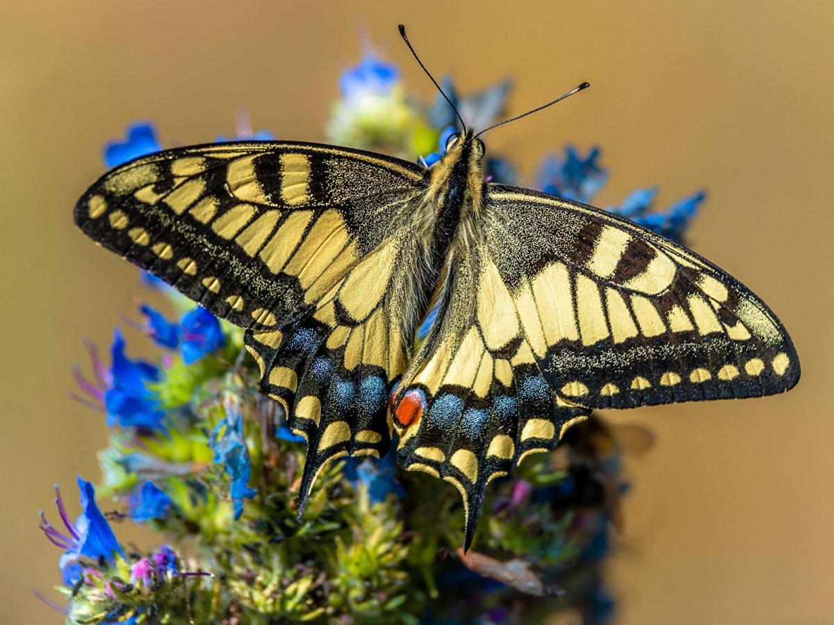 Бабочка Папилио Махаон
