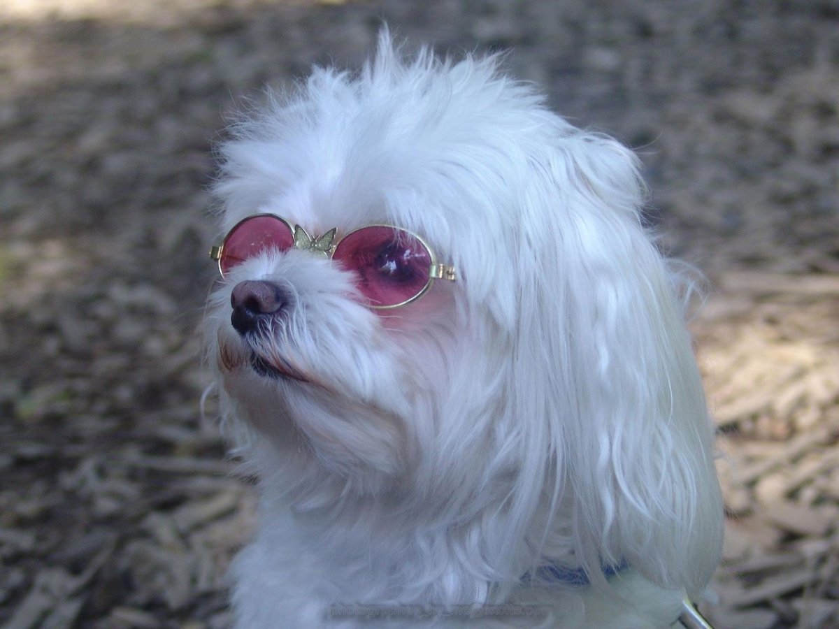 Мальтийская болонка смешная