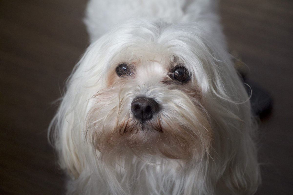 Американская болонка