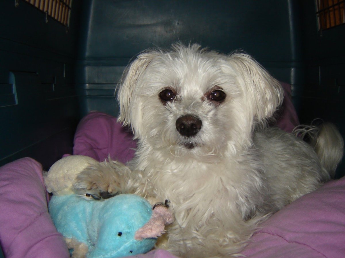 Мальтийская болонка Ксанти