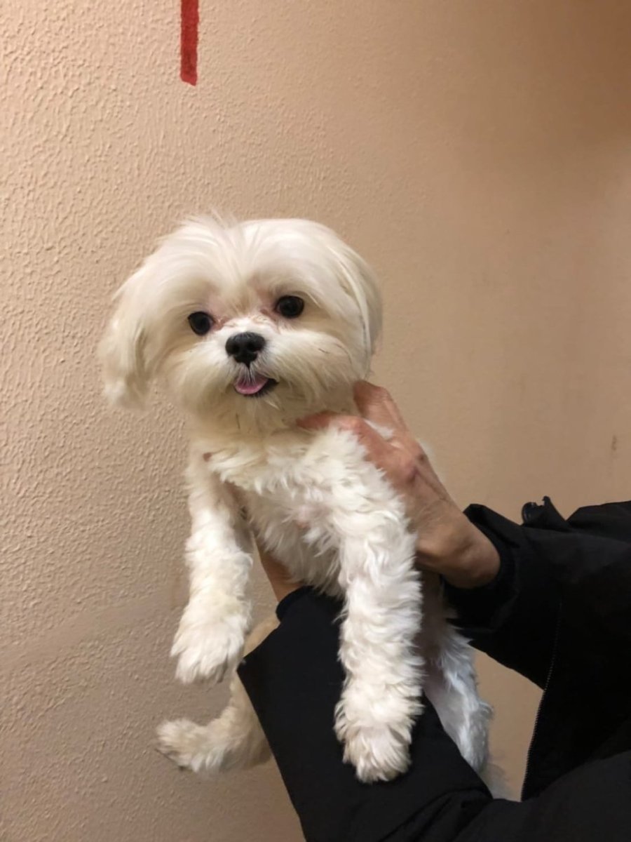 Мальтийская болонка и ши тцу