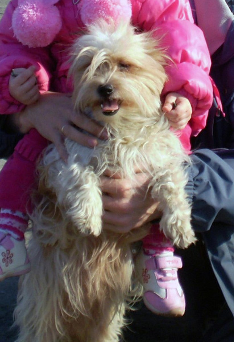 Мальтезе неухоженная