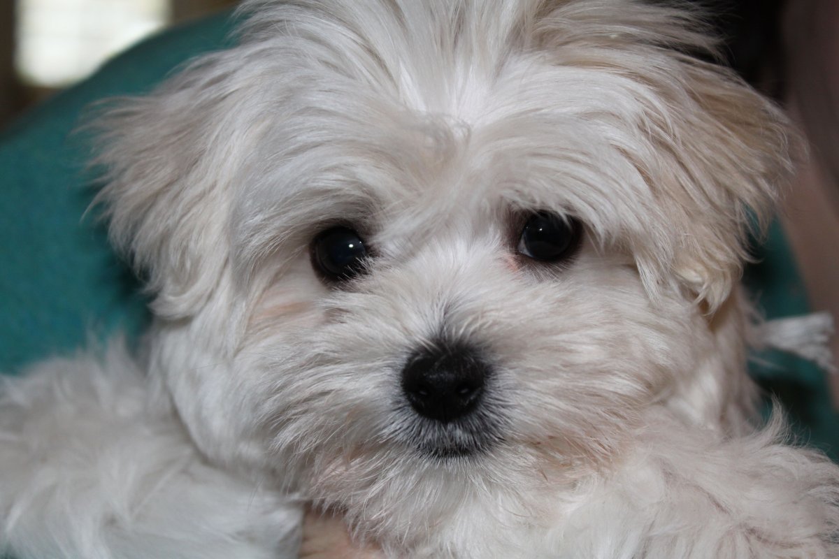 Мальтийская болонка грязная