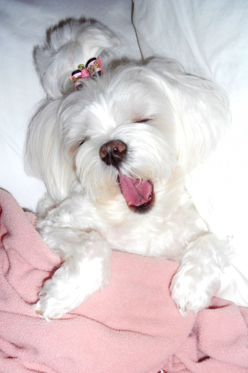 Злая Мальтийская болонка