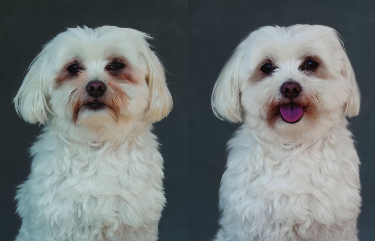 Бишон фризе слезные дорожки