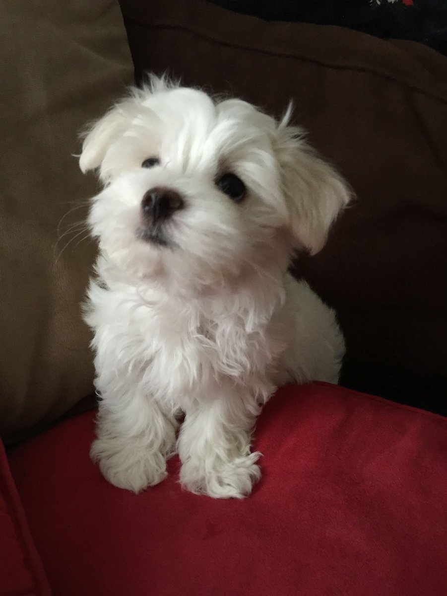 Мальтийская болонка Золотая