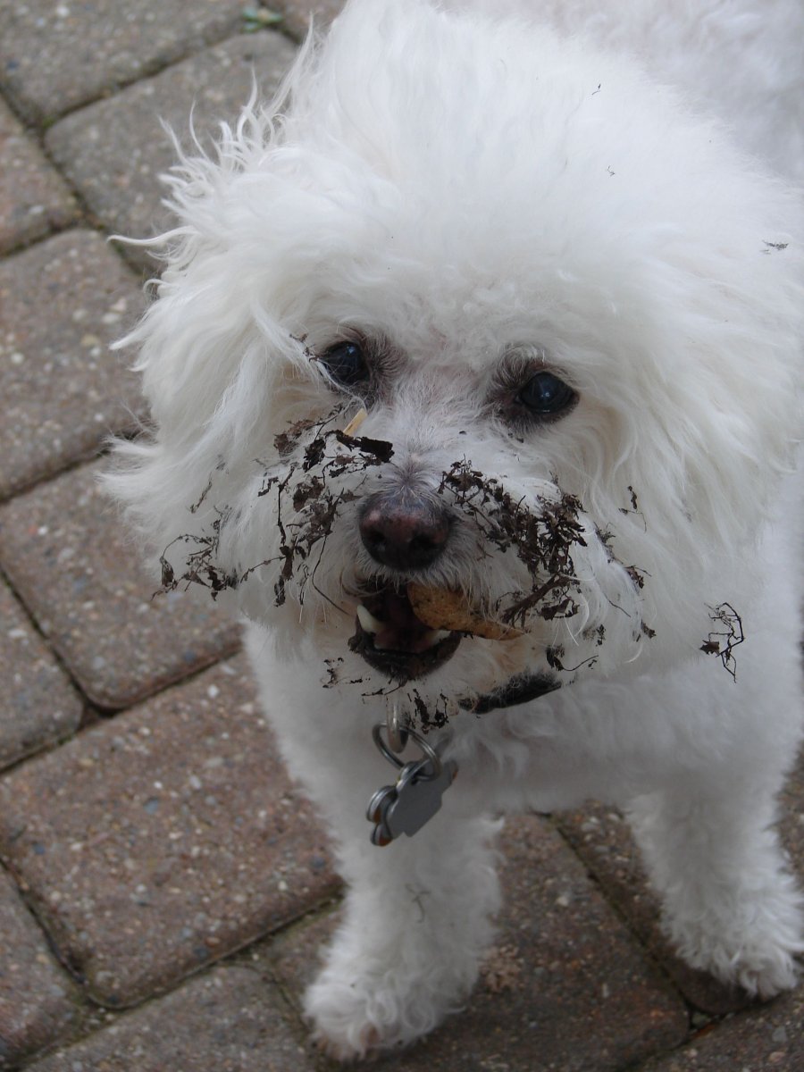 Бишон фризе нестриженный