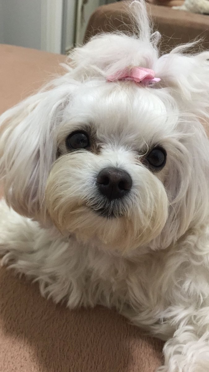 Болонка мальтипу