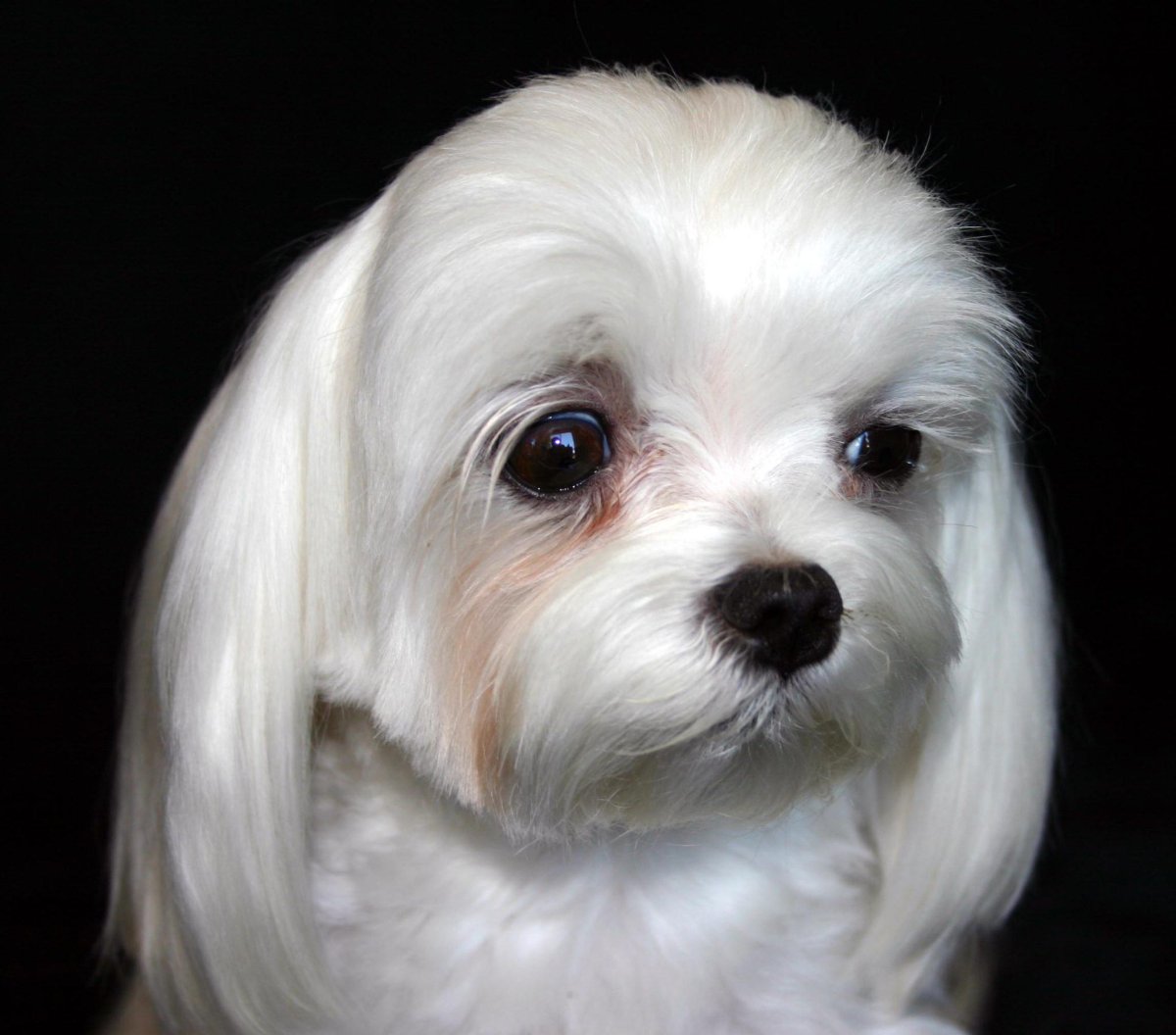 Мальтийская болонка Рафаэль