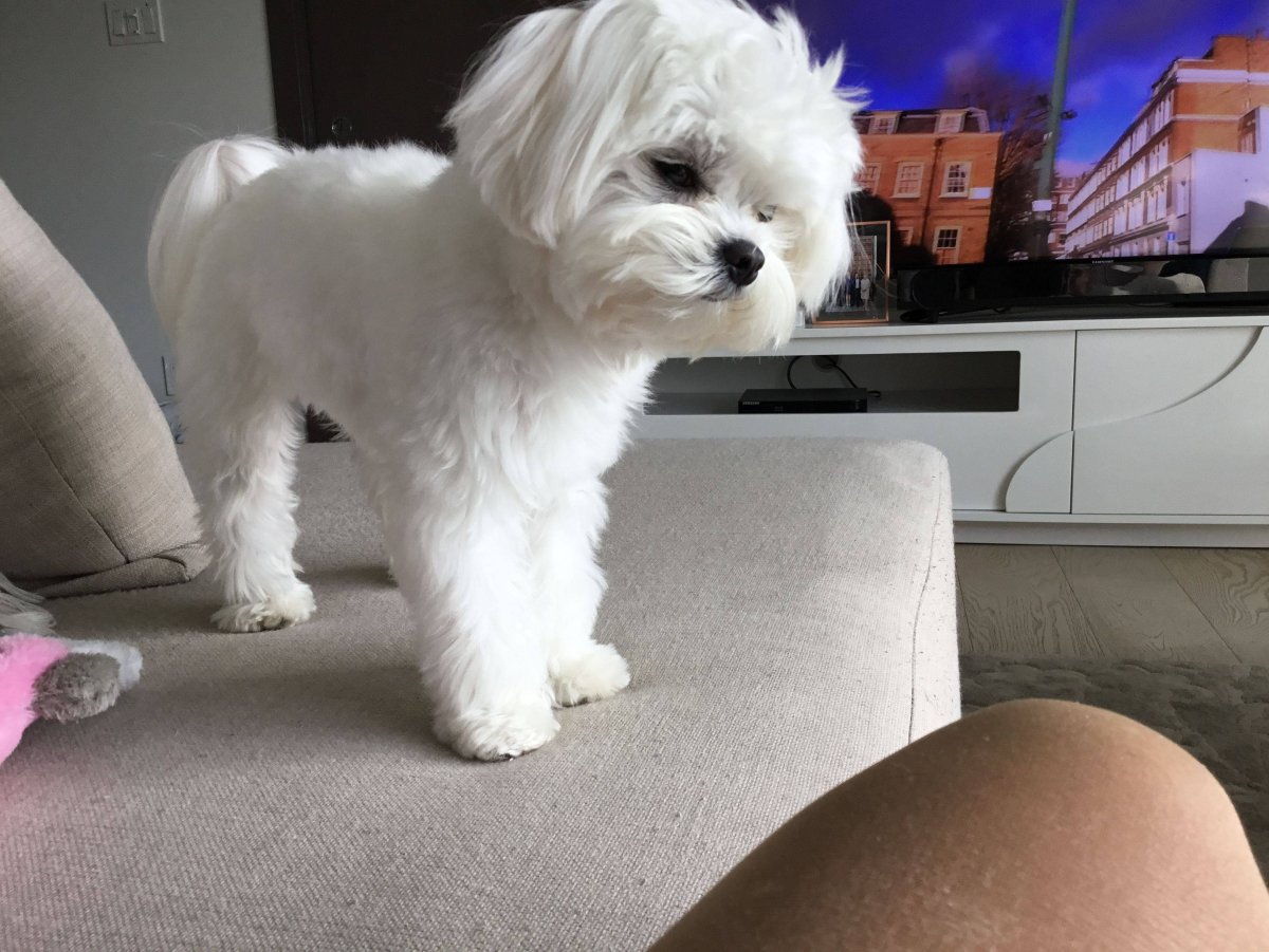 Мальтийская болонка стрижка