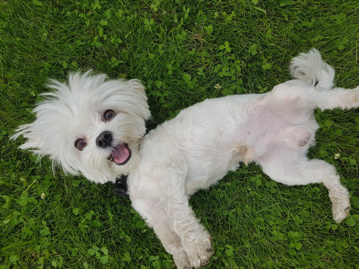 Болонка мальтезе