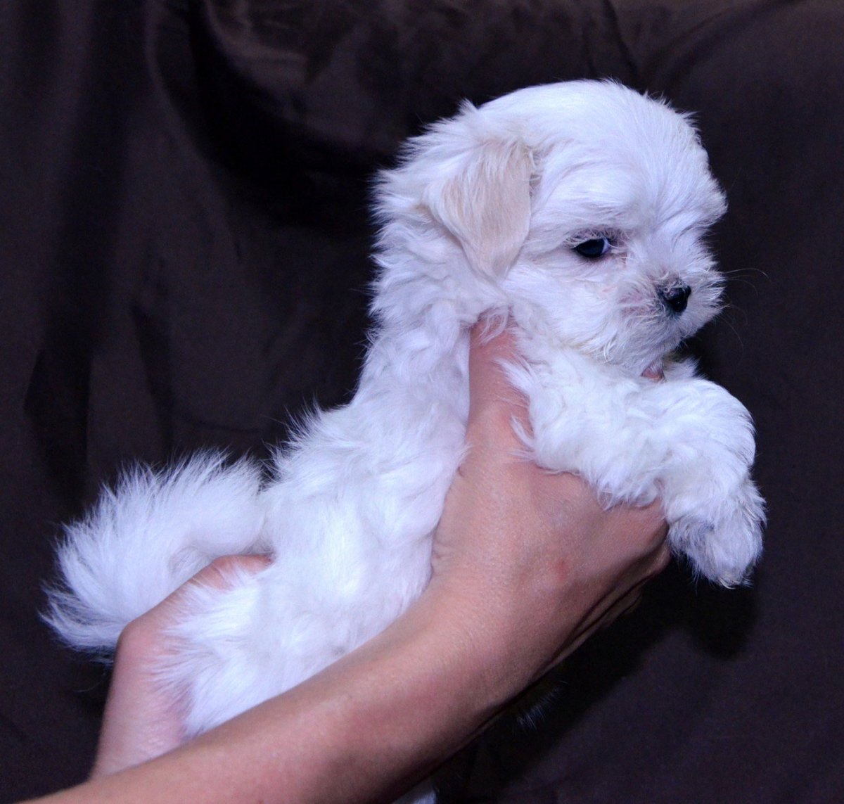 Мальтийская болонка