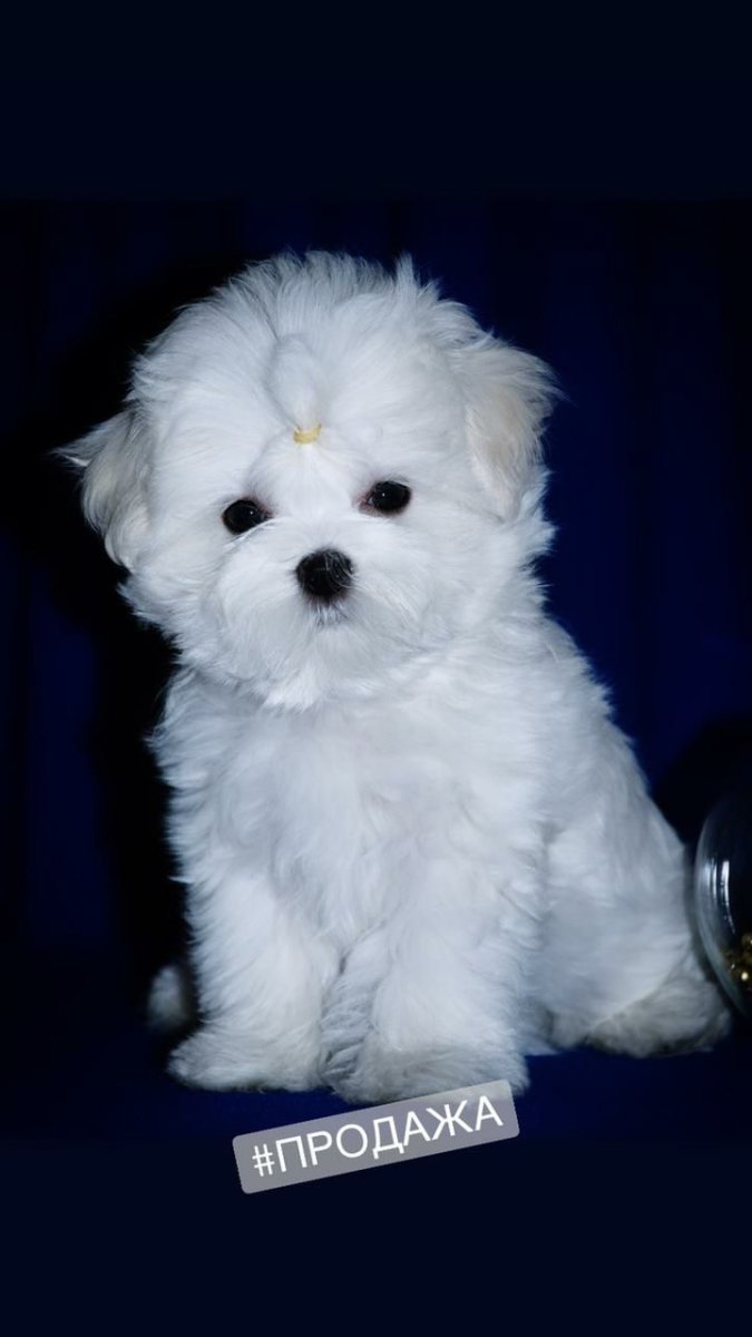 Мальтийская болонка