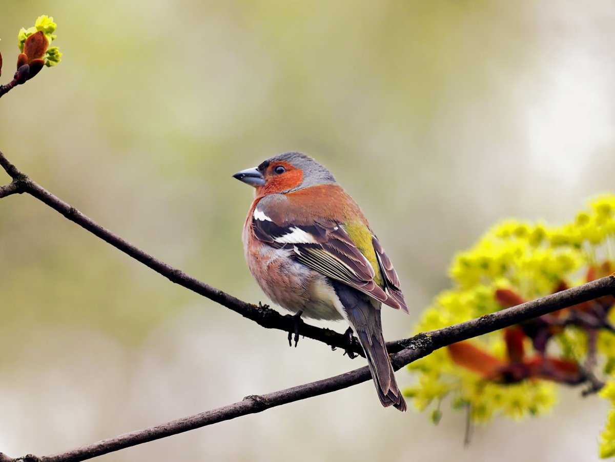 Три зяблика на дереве jpg