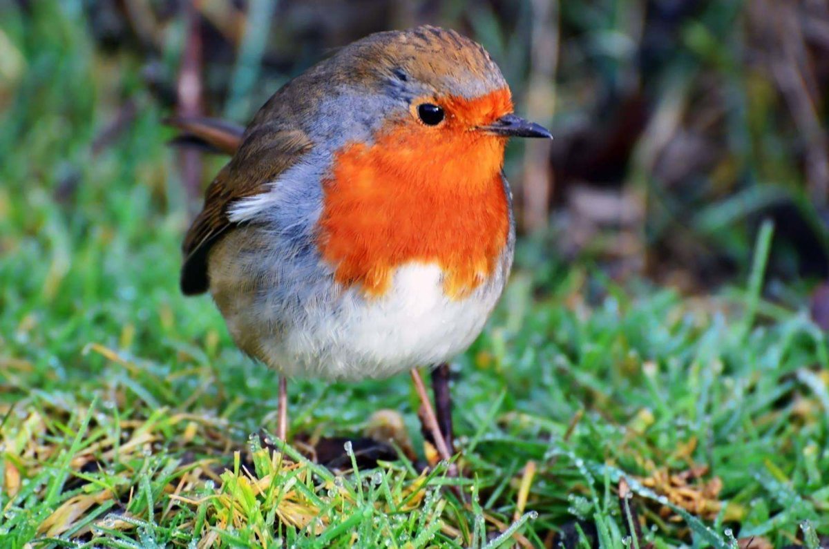 Зарянка птица красная