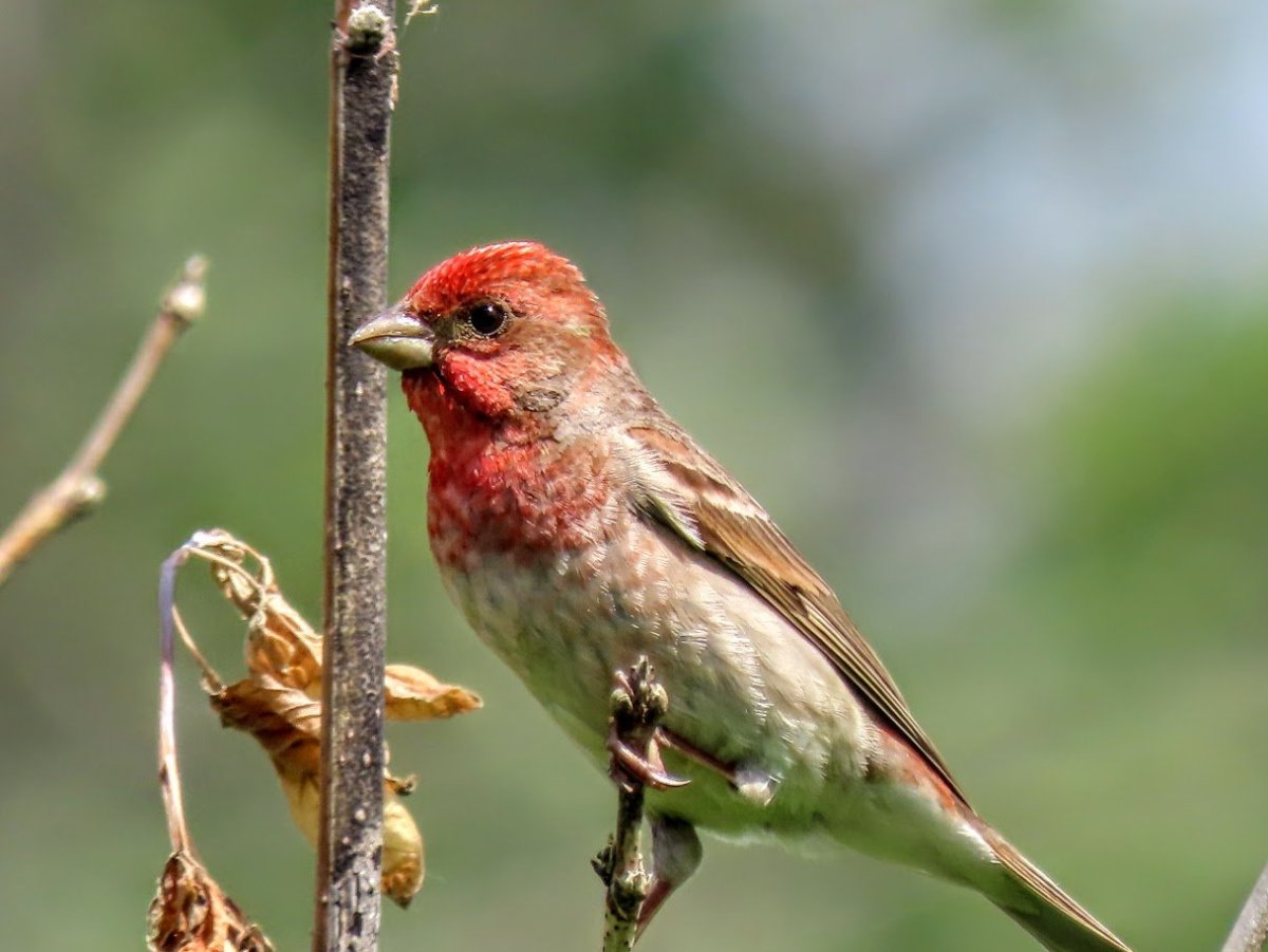 Мексиканская чечевица птица