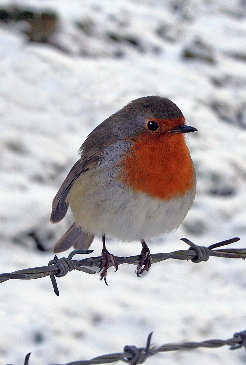 Птицы с красной грудкой но не Снегирь